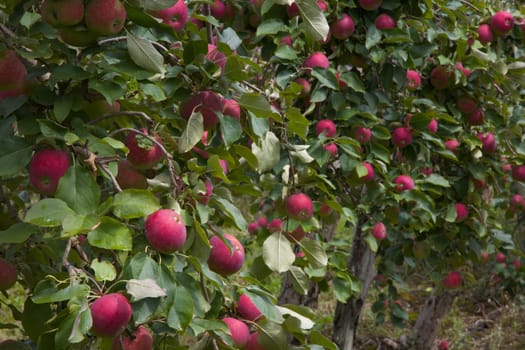 apple trees organic fruits orchard agriculture fresh food harvesting
