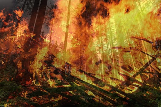 Danger of forest fire during severe drought