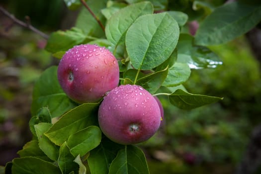 two apples in a orchard organic fruits with water drops dew natural nutrition food