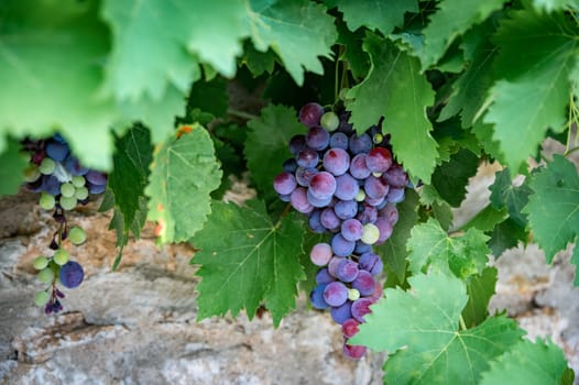 mixed colored grape-vine in front of a typical wall in France