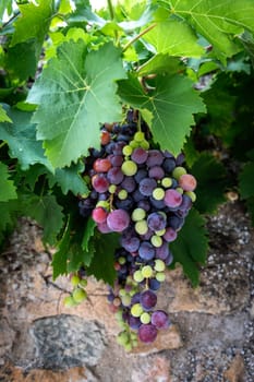 mixed colored grape-vine in front of a typical wall in France
