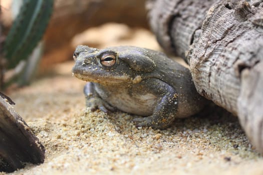 The Colorado River toad (Incilius alvarius), also known as the Sonoran Desert toad, is found in northern Mexico and the southwestern United States.Die Coloradokröte (Bufo alvarius), auch Sonora-Netzkröte genannt, zählt innerhalb der Familie der Kröten (Bufonidae) zur Gattung der Echten Kröten (Bufo)