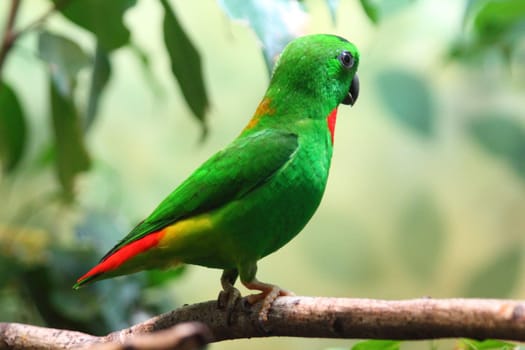 The blue-crowned hanging parrot (Loriculus galgulus) is a small mainly green parrot found in forested lowlands in southern Burma and Thailand, Malaya, Singapore, and Indonesia.Das Blaukrönchen (Loriculus galgulus) ist eine Art der Eigentlichen Papageien (Psittacidae). Namensgebend ist der blaue Scheitel am Kopf, der bei den Männchen vorhanden ist