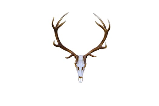Large deer antlers on a white background