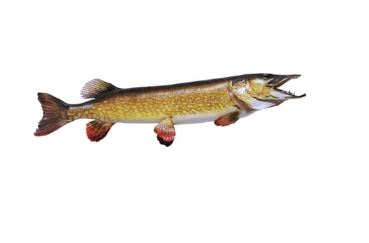 Large taxidermy pike Esox lucius, on white background