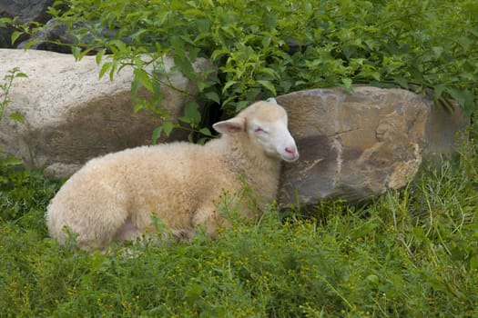 lamb relaxing in green grass sheep and rocks in nature country pasture farm animal