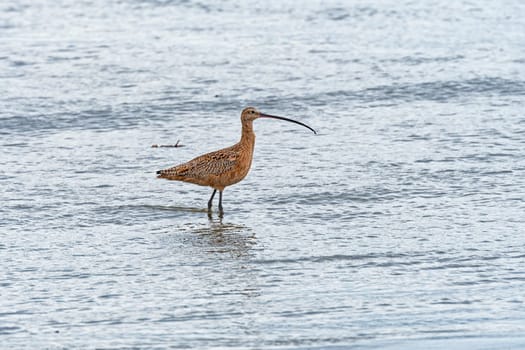 Long Billed Curlew Searching for Food on the Coast Near Morro Bay, Califormia