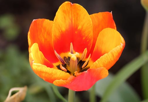 A close up of a tulip. The yellow red tulip flower.