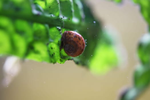 A post horn snail in the aquarium. Its shell is shaped like a post horn.