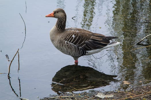Portrait of a gray goose at a pond.