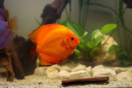 Portrait, close up of discus fish. Discus in aquarium.