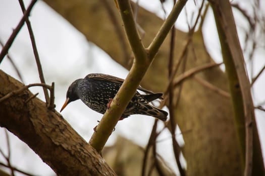 On a tree there is a starling, a songbird.