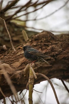 On a tree there is a starling, a songbird.