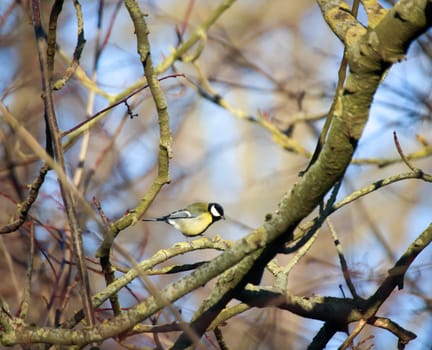 Portrait of a blue tit in the undergrowth of a bush.