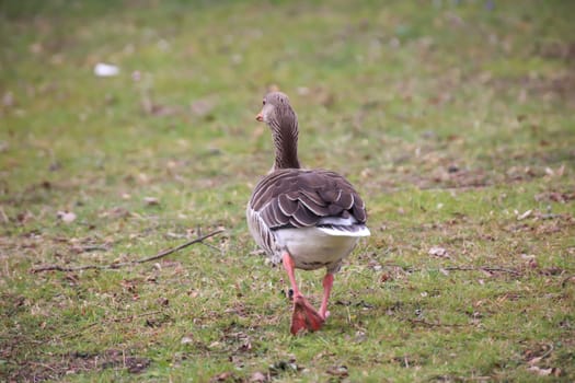 Portrait of a gray goose at a pond.