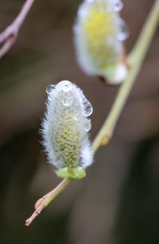 Close-up of a willow catkin. They are the first food of the year for the bees.