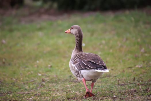 Portrait of a gray goose at a pond.