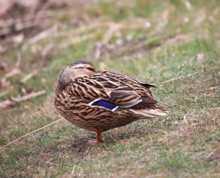 Close up of a mallard duck at a pond.