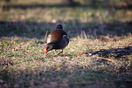 A pond rail, pond hen on the edge of a pond.