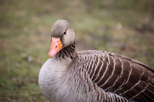 Portrait of a gray goose at a pond.