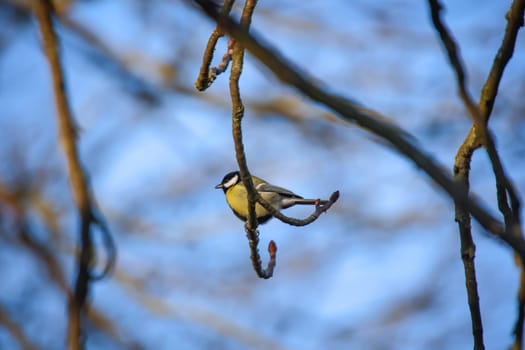Portrait of a blue tit in the undergrowth of a bush.