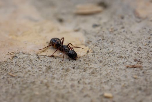 A large ant on stone, with black hind body and brown tailie.