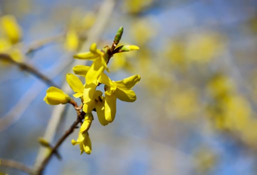 The beautiful yellow flowers of forsythia - forsythia. Look beautiful, do not provide food for bees.