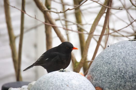 A blackbird in winter on a fountain.