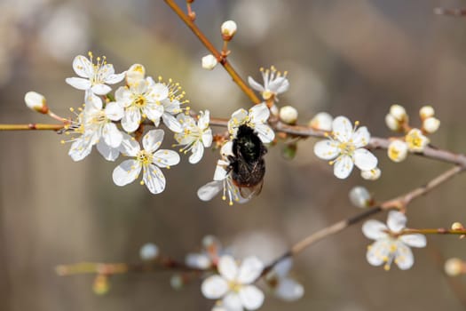 A bee or a bumblebee on the blossoms of a tree.