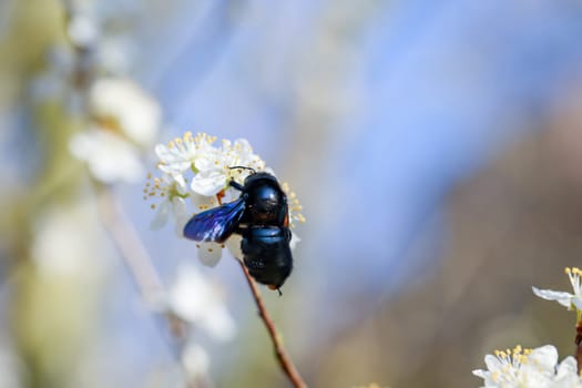 A portrait of a blue-black wood bee (Xylocopa violacea), a so-called true bee.