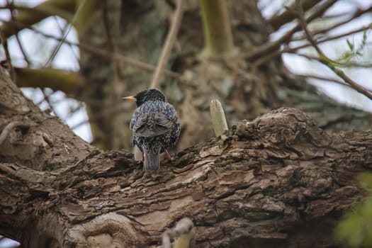 On a tree there is a starling, a songbird.