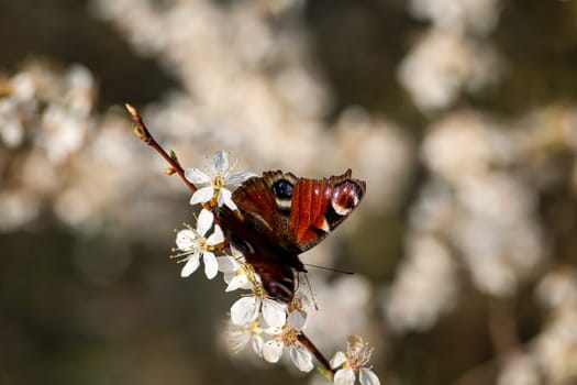 Close up of peacock butterfly. Beautiful butterfly of Germany.