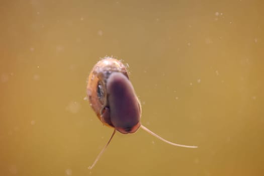 A post horn snail in the aquarium. Its shell is shaped like a post horn.