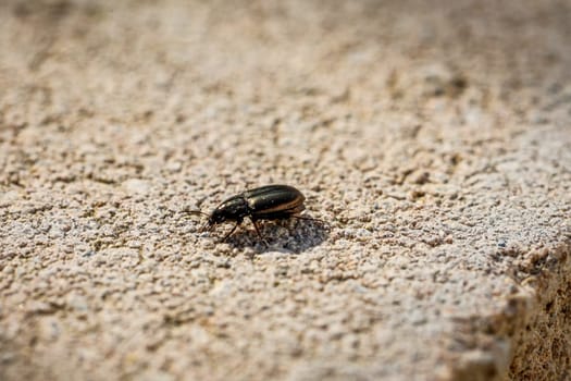 A small beetle runs over a stone wall.