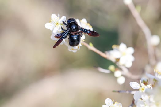 A portrait of a blue-black wood bee (Xylocopa violacea), a so-called true bee.