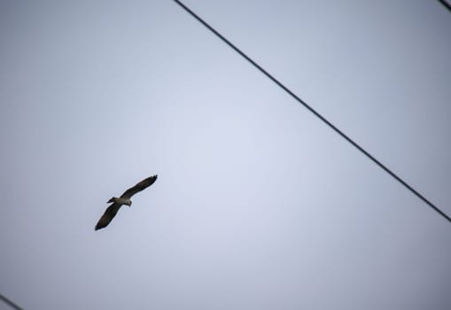 Portrait of seagulls at the sea, on the Atlantic Ocean.