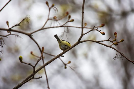 Portrait of a blue tit in the undergrowth of a bush.