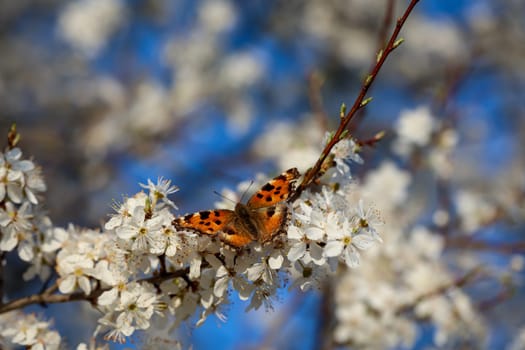 The little fox butterfly on the flowers of a fruit tree.