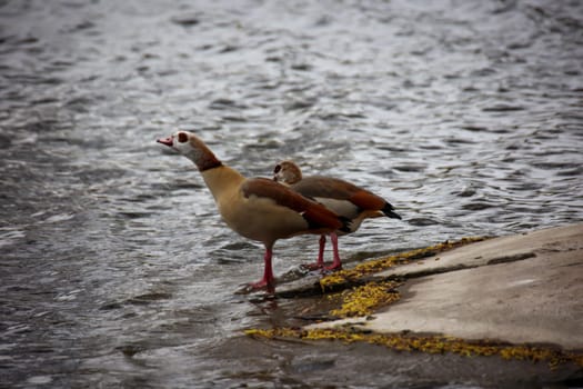 Two Egyptian geese at a pond in spring.