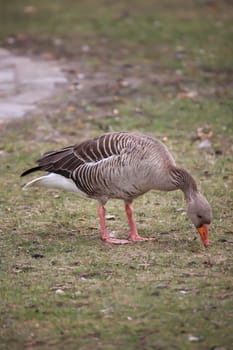 Portrait of a gray goose at a pond.