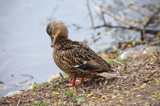 Close up of a mallard duck at a pond.