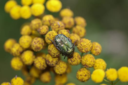 Close-up of a rosebay beetle on a meadow plant, a tansy.