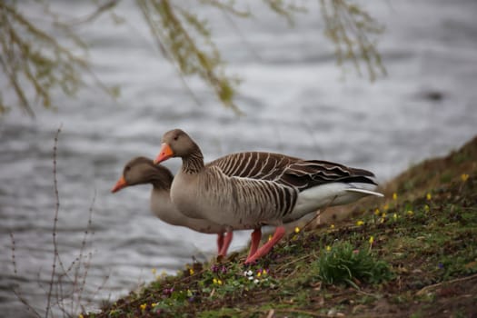Portrait of a gray goose at a pond.