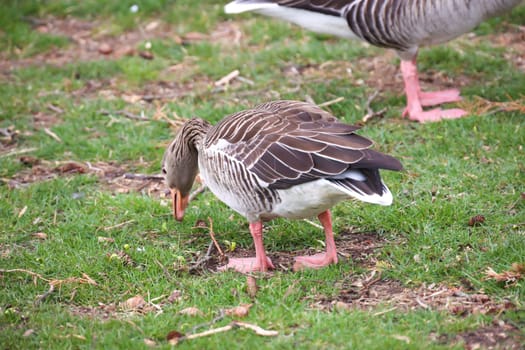 Portrait of a gray goose at a pond.