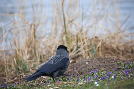 A carrion crow at the edge of a lake foraging.