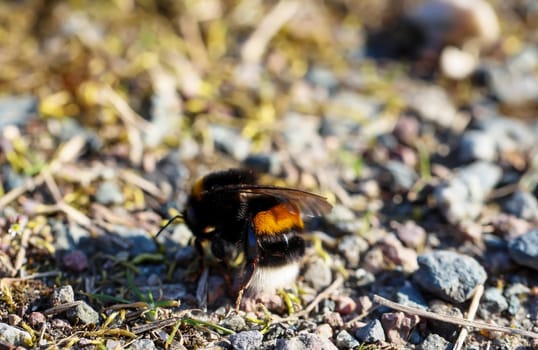 Close up of bumblebee on the ground