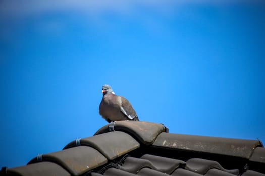 Portrait of a pigeon. It belongs to the group, order of pigeon birds.