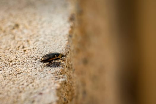 A small beetle runs over a stone wall.