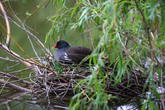 A pond rail, a pond hen on her nest to breed.