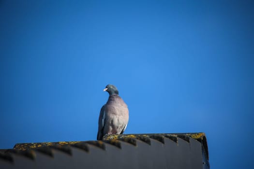 Portrait of a pigeon. It belongs to the group, order of pigeon birds.
